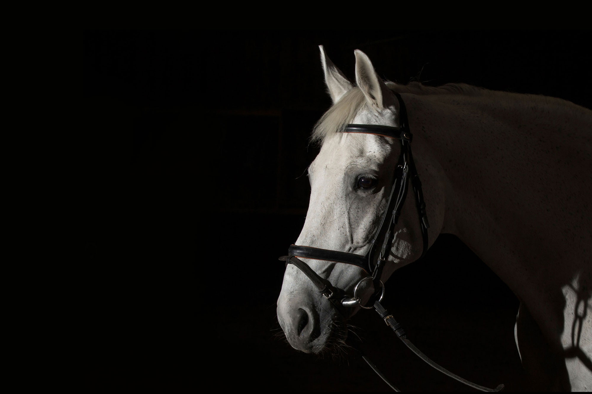 Pferdefotografie - 'Das Pferd: Anmut und Stärke gepaart mit Magie.'